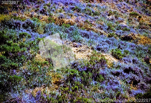 Image of Flower field