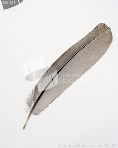 Image of Feather