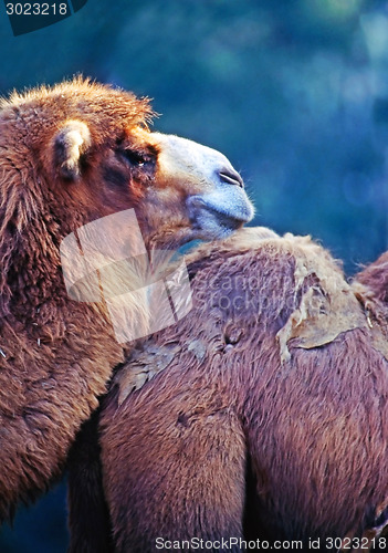Image of Camel
