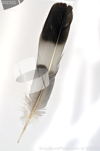 Image of Feather