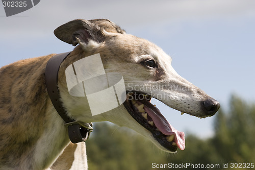 Image of Greyhound