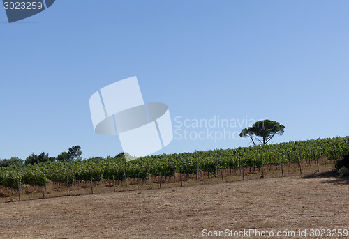 Image of grape vines in the south of france