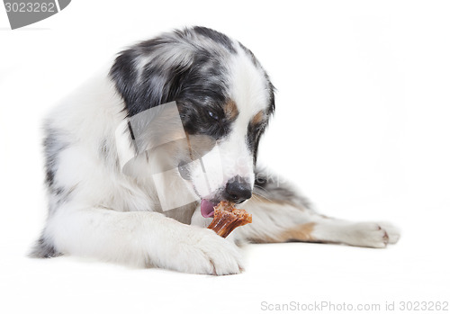 Image of austrailian shepherd licking the bone