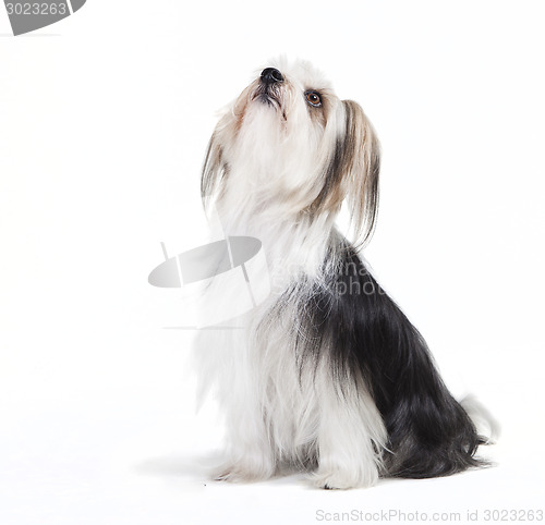 Image of sitting dog with long fur