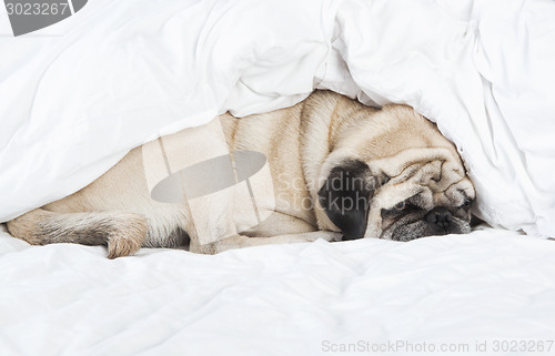 Image of pug sleeping