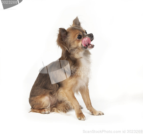 Image of chihuahua sitting licking over mouth