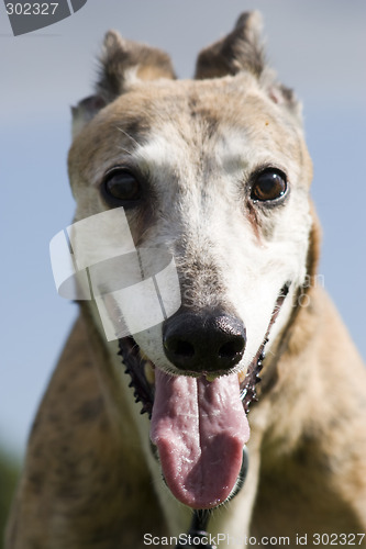 Image of greyhound