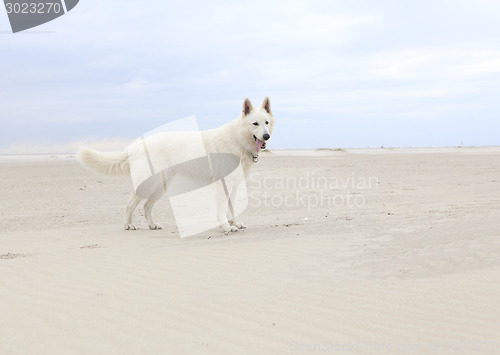 Image of white dog on the beach