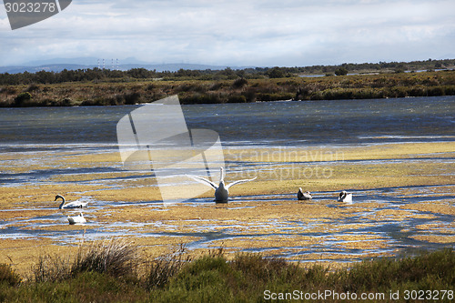 Image of swans in the Camarge