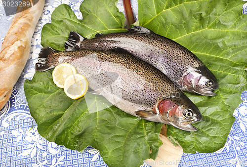 Image of two freshly caught trouts on a rhubarb leaf served