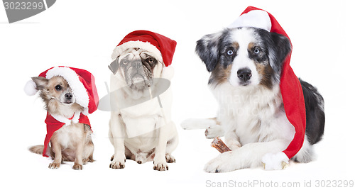 Image of three dogs Christmas