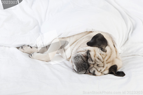 Image of Pug lying in bed