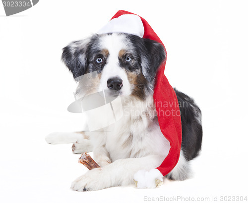 Image of austrailian shepherd stocking cap