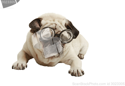 Image of Pug with glasses