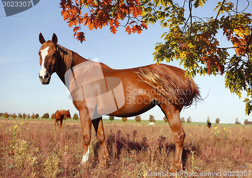 Image of warmblood fox with blaze