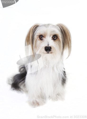 Image of small dog with long fur