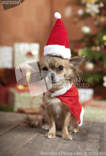 Image of christmas dog sitting