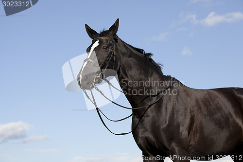 Image of brandenburger horse portrait