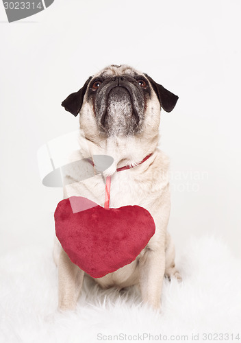 Image of pug heart valentine's day