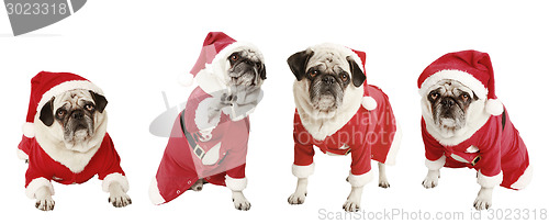 Image of four pugs as Santa Claus