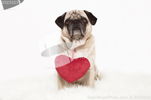 Image of pug with red heart