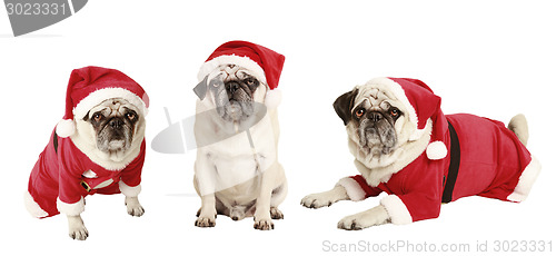Image of three pugs as Santa Claus