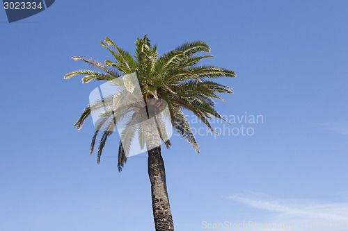 Image of Palm tree against blue sky