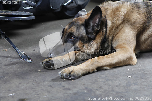 Image of German Shepherd Dog lying on the ground