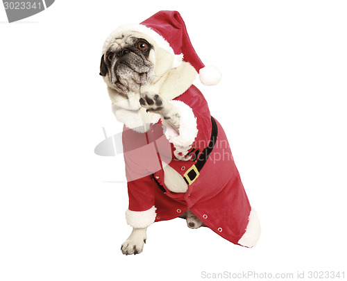 Image of pug in santa coat raises his paw