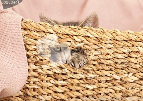 Image of young cat looking out of basket