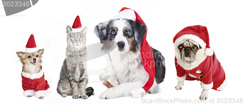 Image of Dogs and Cat Christmas