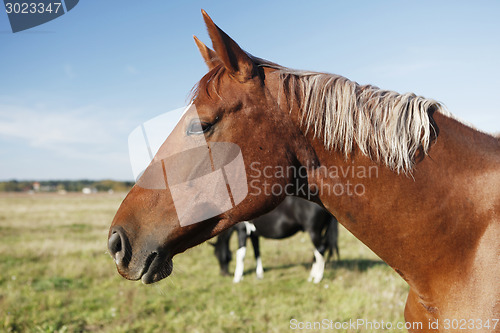 Image of brown horse head