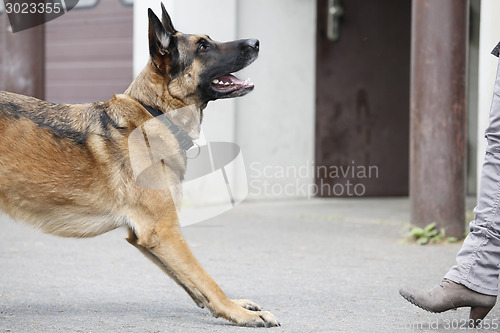 Image of German Shepherd in front of woman