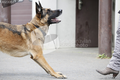 Image of German Shepherd in front of woman