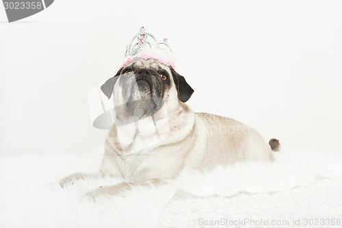 Image of pug lying with a pink crown on her head