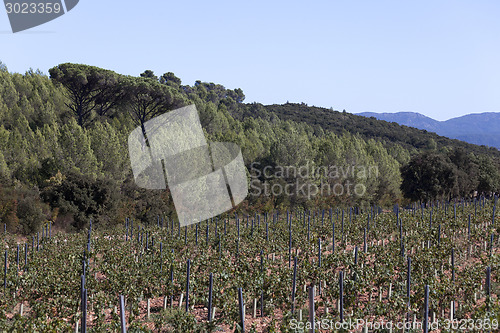 Image of wine growing in the south of france