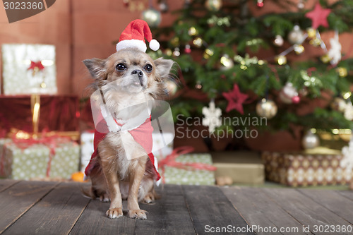 Image of christmas dog before christmas tree