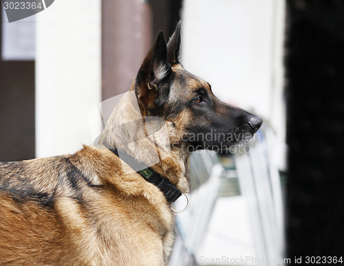 Image of German Shepherd portrait outdoors