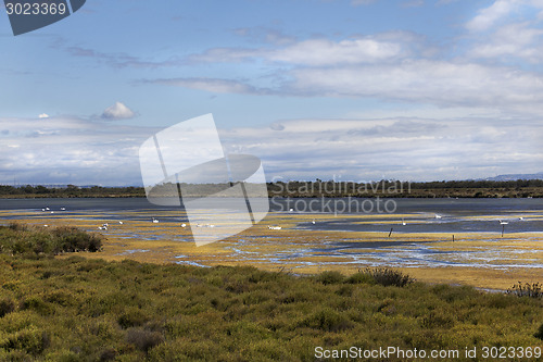 Image of landscape camargue