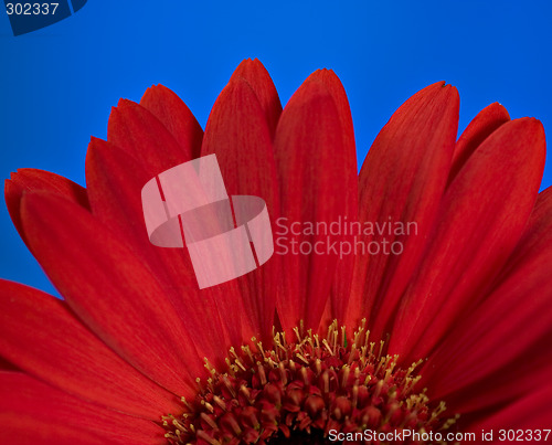 Image of Red daisy flower