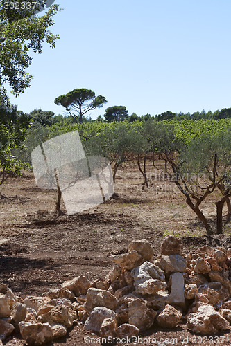 Image of olive trees south of france