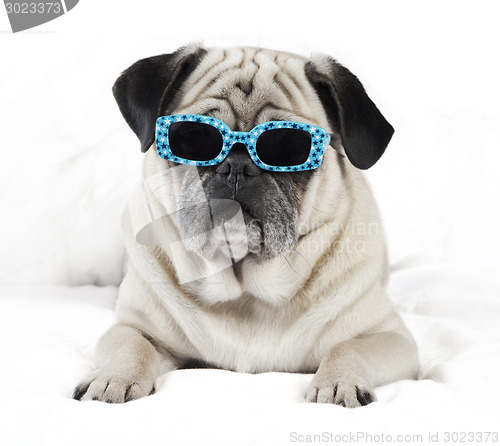 Image of Pug with sunglasses