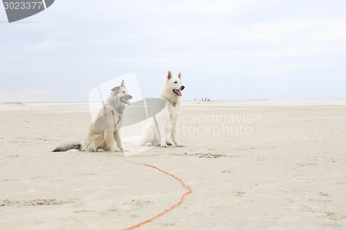 Image of two dogs sitting on beach