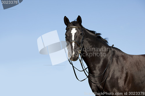 Image of Black horse in front of blue sky