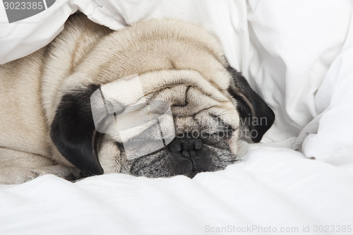 Image of sleeping pug face