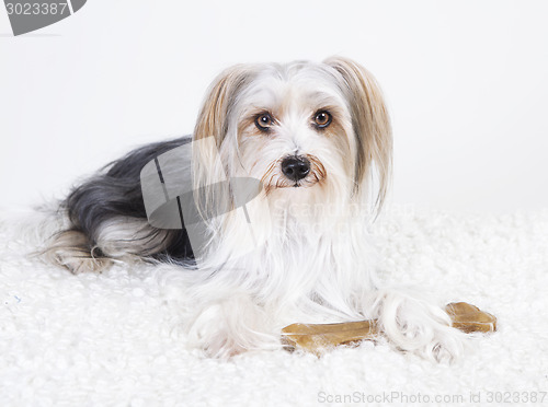 Image of lhasa apso mongrel