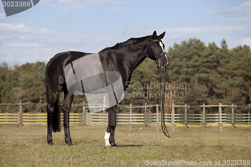 Image of Black horse on meadow