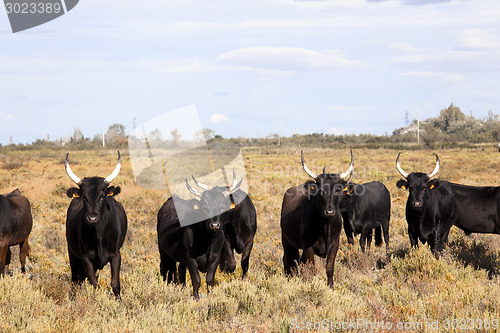 Image of young bulls