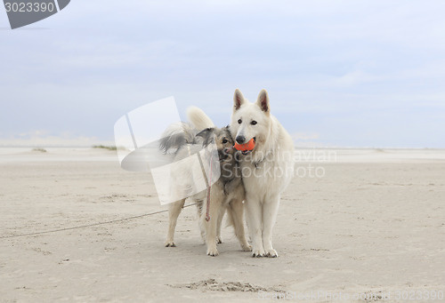 Image of two dogs on the beach