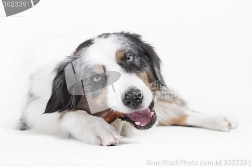 Image of austrailian shepherd chewing on bones